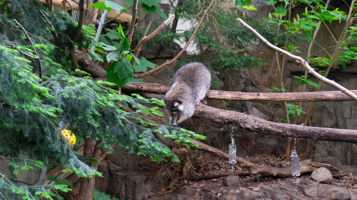 Image biodome montreal - raton laveur