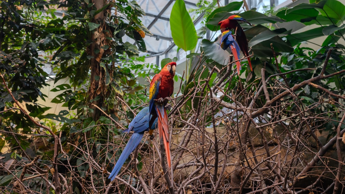 Image biodome montreal - perroquet