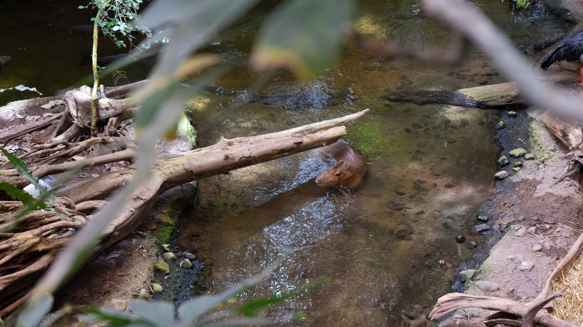 Image biodome montréal - capybara